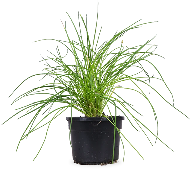 Schnittlauch (Allium schoenoprasum)