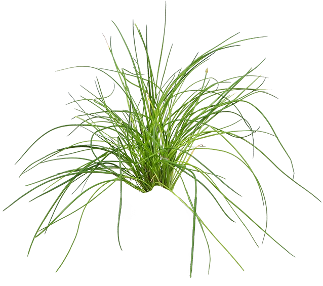 Schnittlauch (Allium schoenoprasum)