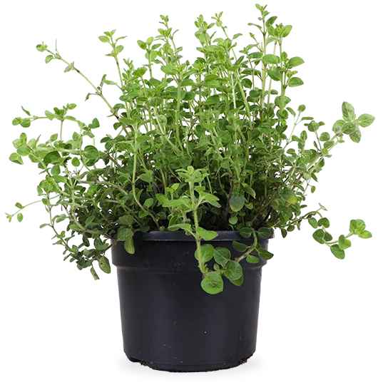 Oregano (Origanum vulgare)