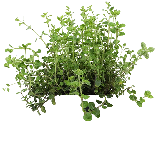 Oregano (Origanum vulgare)