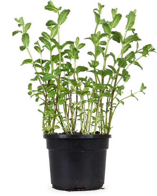 Minze (Mentha spicata)