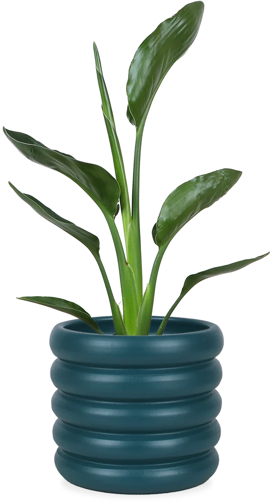Strelitzia reginae (Papageienblume) (S)
