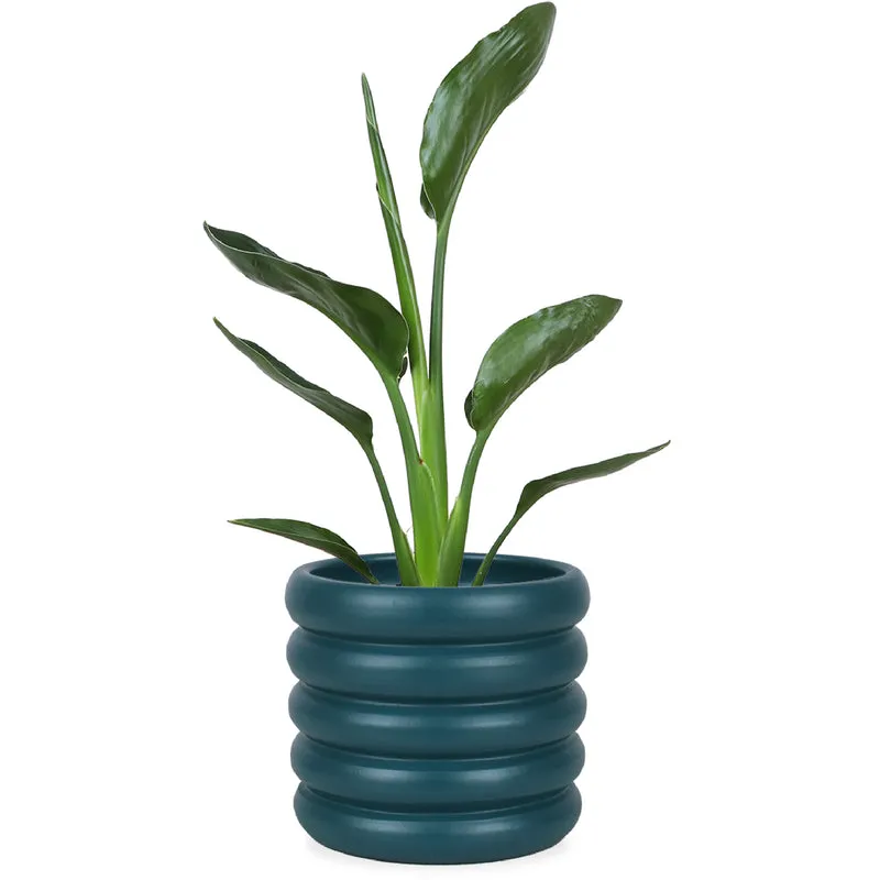 Strelitzia reginae (Papageienblume) (S)