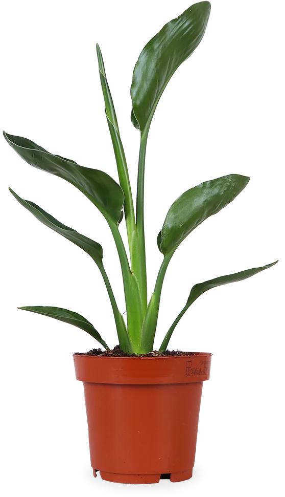 Strelitzia reginae (Papageienblume) (S)