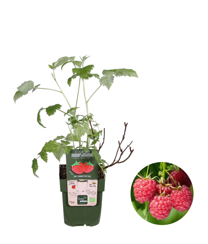 Himbeere (Rubus ideaus) (S)