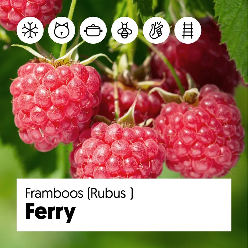 Himbeere (Rubus ideaus) (S)
