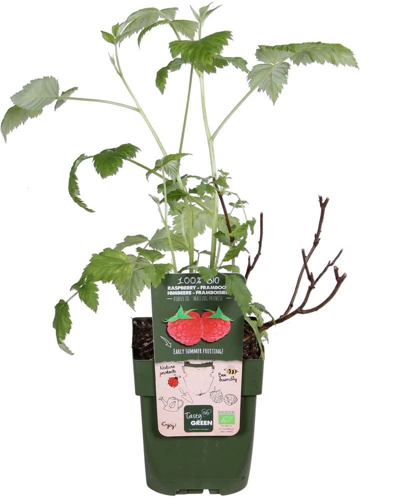 Himbeere (Rubus ideaus) (S)