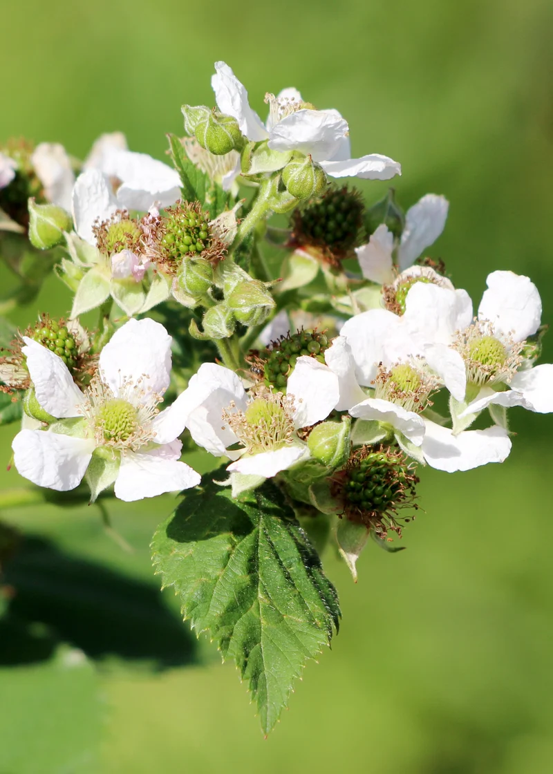 Himbeere (Rubus ideaus) (S)