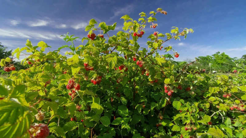 Himbeere (Rubus ideaus) (S)