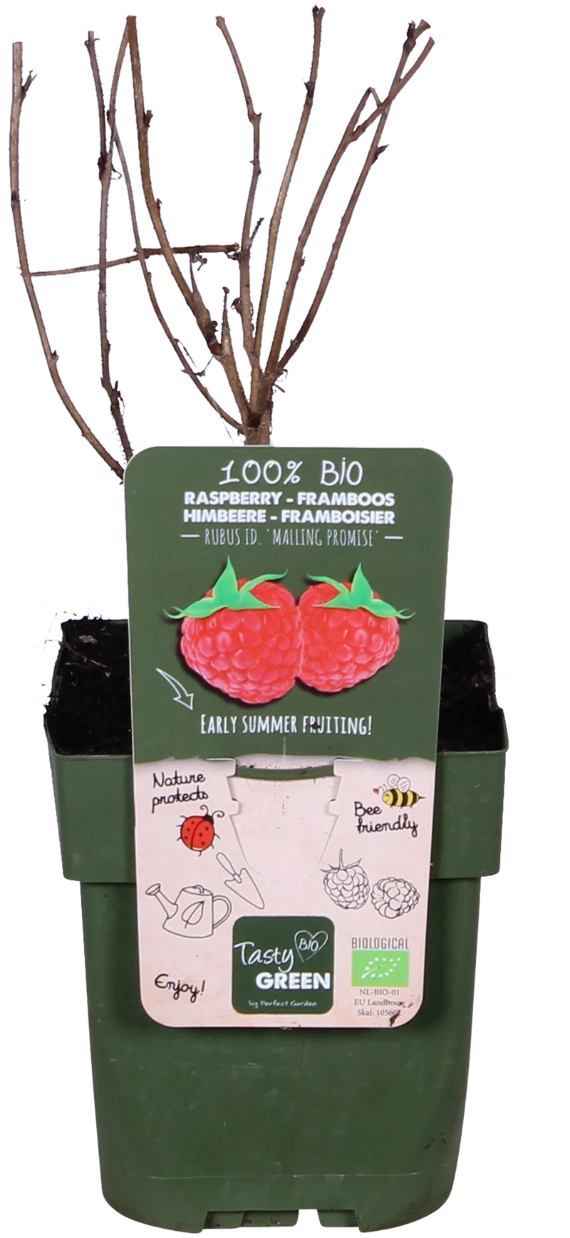 Himbeere (Rubus ideaus) (S)