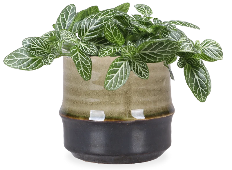 Fittonia verschaffeltii (Mosaikpflanze)(XS)