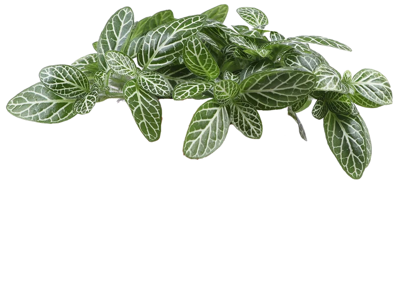 Fittonia verschaffeltii (Mosaikpflanze)(XS)