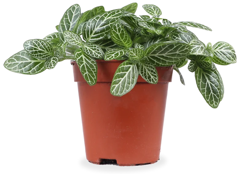 Fittonia verschaffeltii (Mosaikpflanze)(XS)