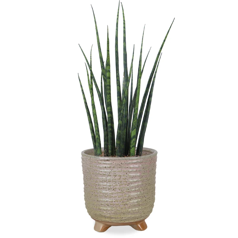 Sansevieria fernwood mikado (Bogenhanf) (S)