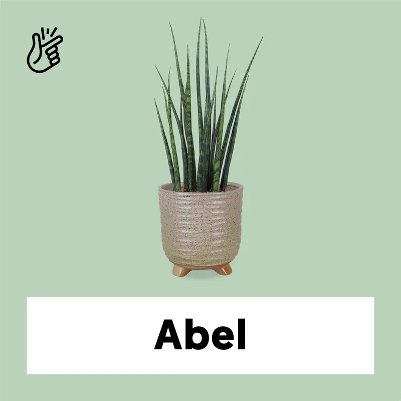 Sansevieria fernwood mikado (Bogenhanf) (S)
