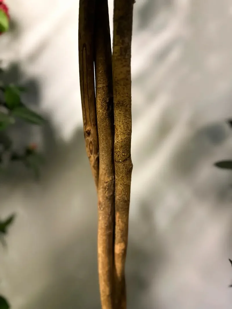 Künstlicher Kamelienbaum - Pelin | 160 cm