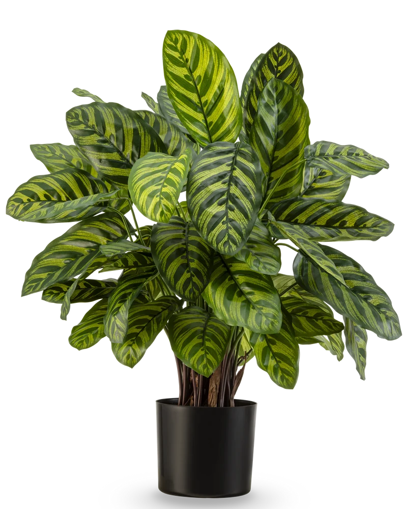 Kunstpflanze Calathea Makoyana Deluxe 75 cm