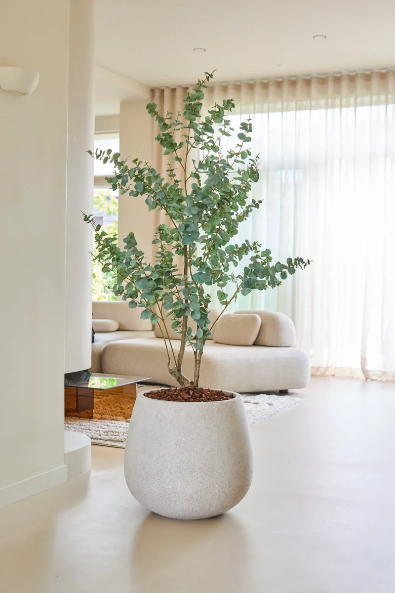 Kunstplant Eucalyptus 180 cm