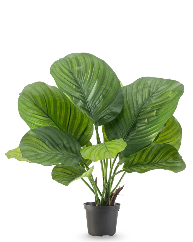 Künstliche Pflanze Calathea 46 cm