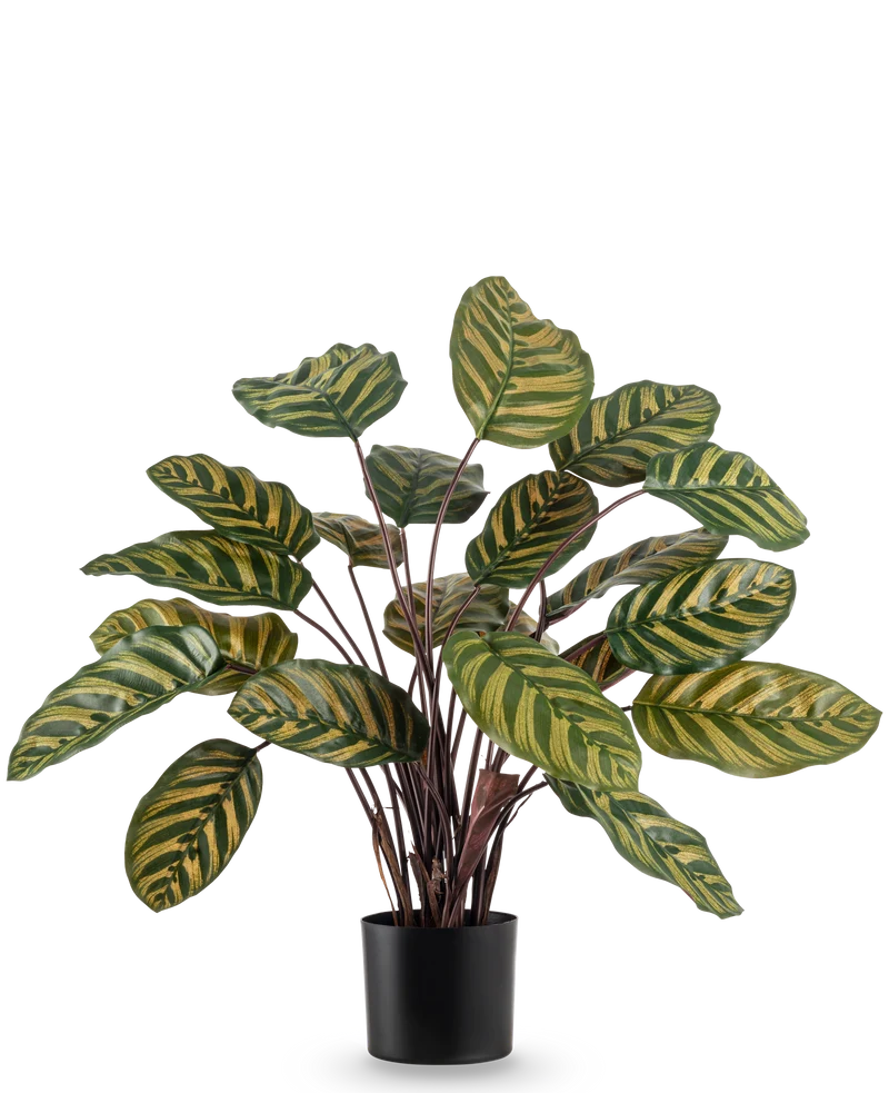 Kunstpflanze Calathea Makoyana 60 cm rot