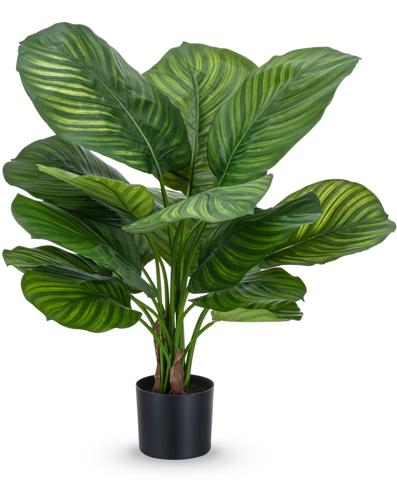 Kunstpflanze Calathea Fasciata 53 cm im Topf