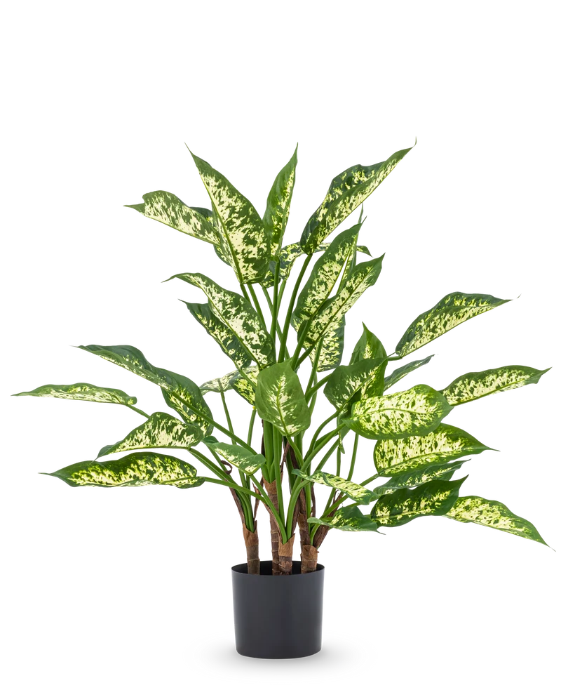 Kunstpflanze Dieffenbachia 75 cm