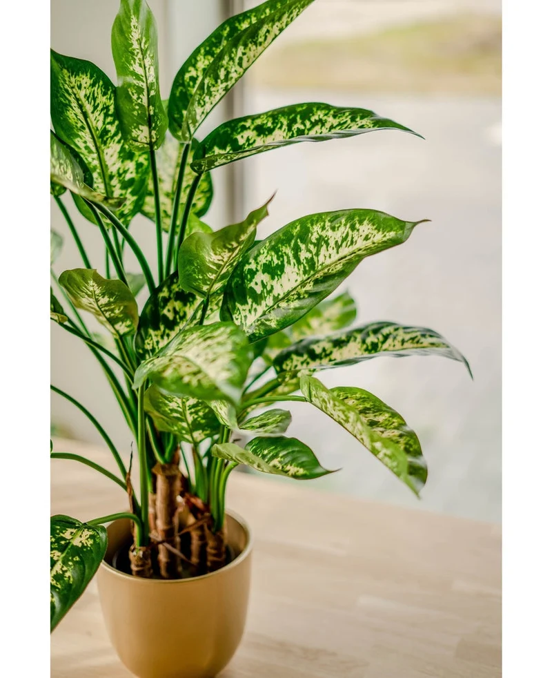 Kunstpflanze Dieffenbachia 75 cm