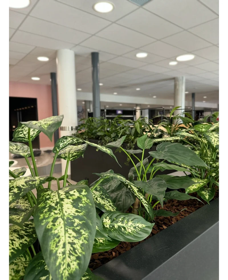 Kunstpflanze Dieffenbachia 75 cm