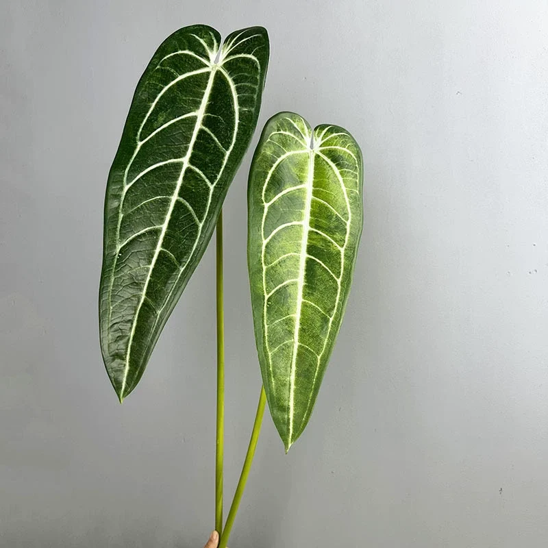 2 Stück Anthurium clarinervium Kunstpflanze, 88 cm Länge, Real-Touch Blätter, für Vasen, Home Decor, Hochzeiten, Einzelhandel
