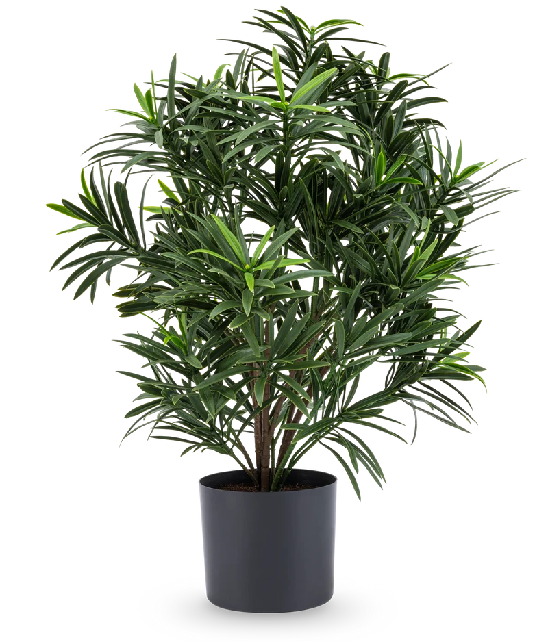 Künstliche Pflanze Podocarpus 47 cm