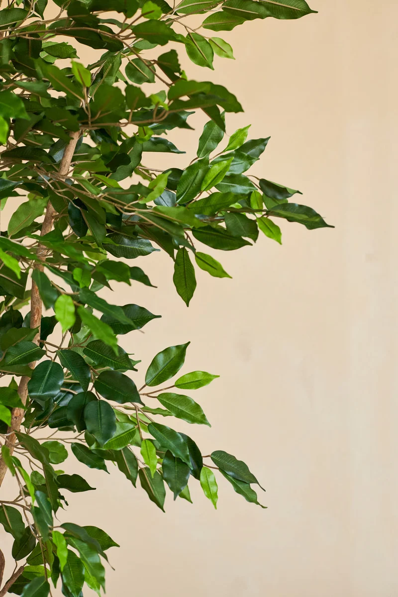 Künstliche Pflanze Ficus Grün 210 cm
