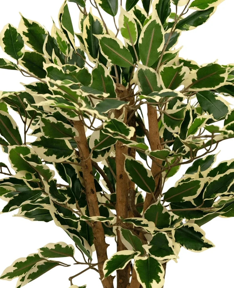 Kunstpflanze Ficus Grün/Weiß 90 cm