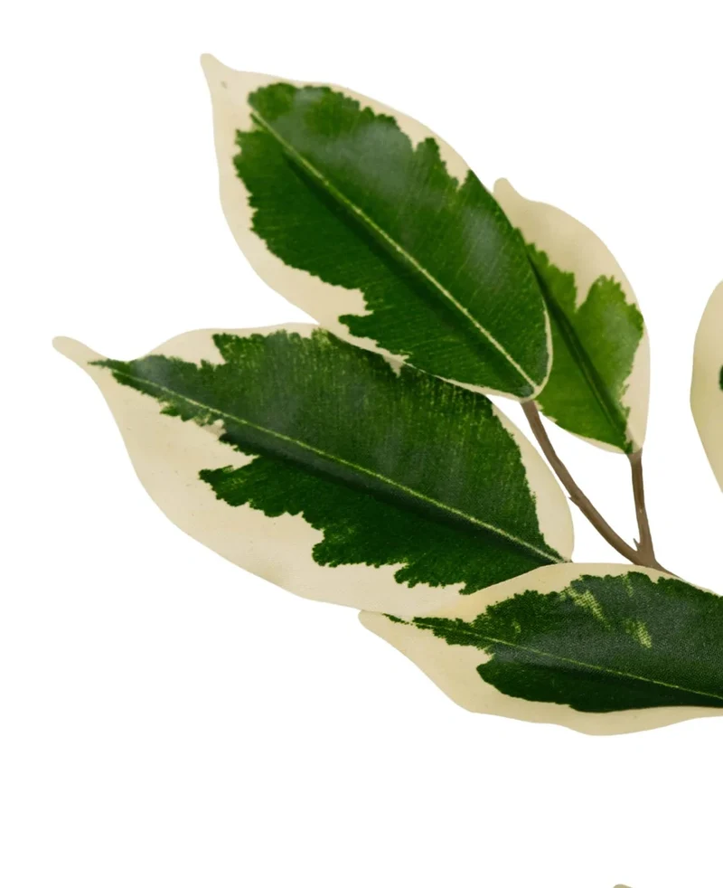 Kunstpflanze Ficus Grün/Weiß 90 cm