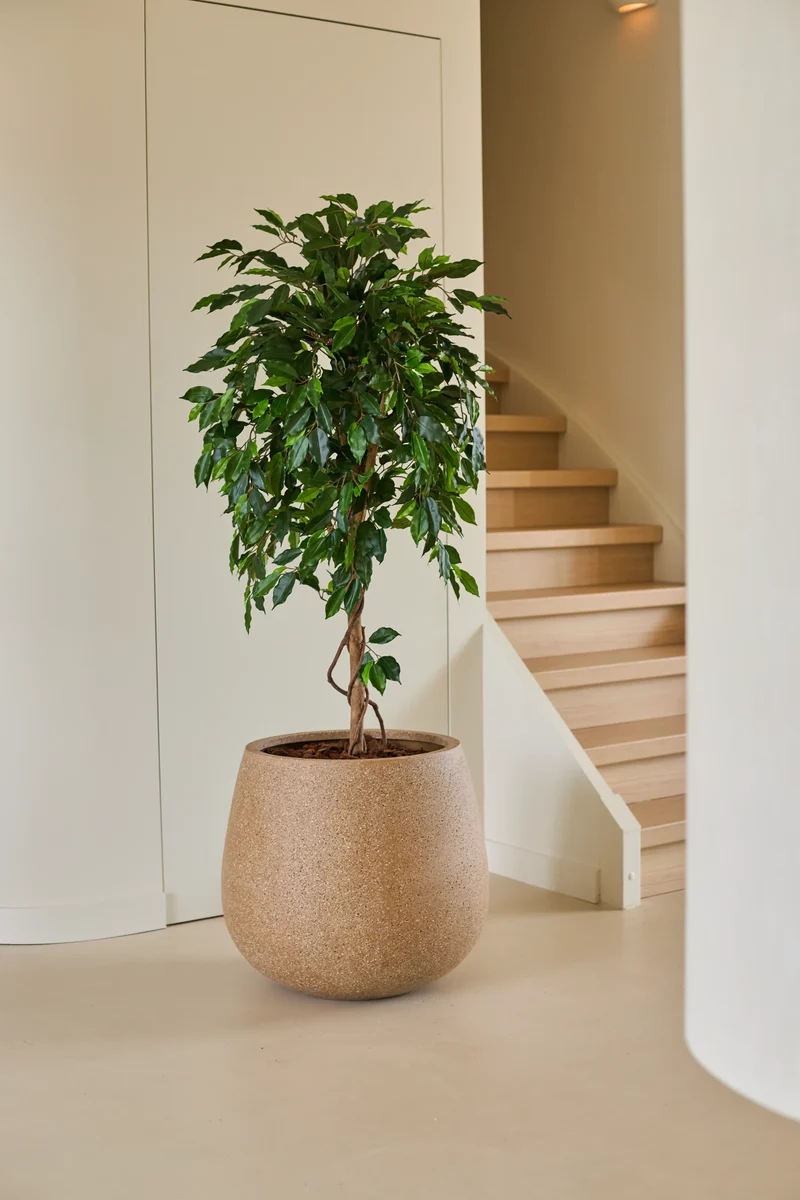 Künstliche Pflanze Ficus Grün 150 cm
