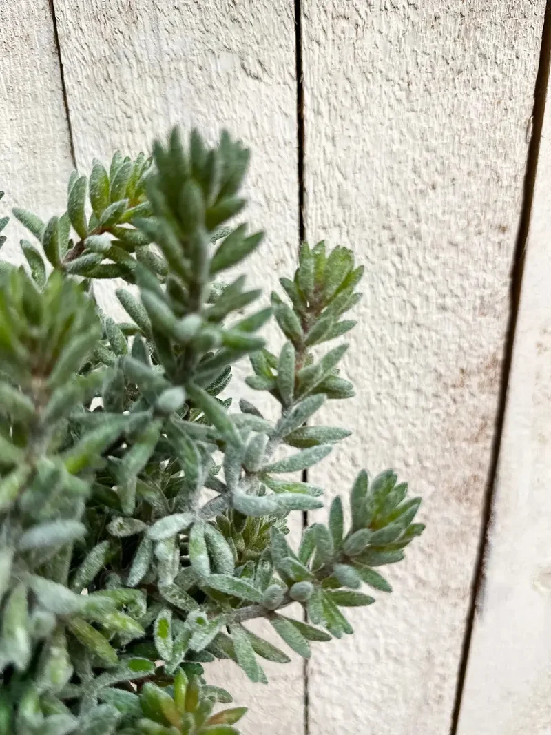 Künstliche Sedum - Helin | 20 cm