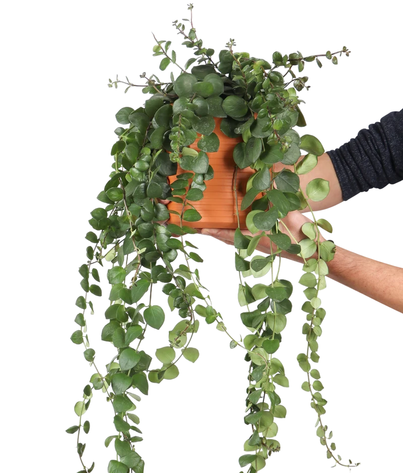 Aeschynanthus Pink Polka (Schamblume) (M)