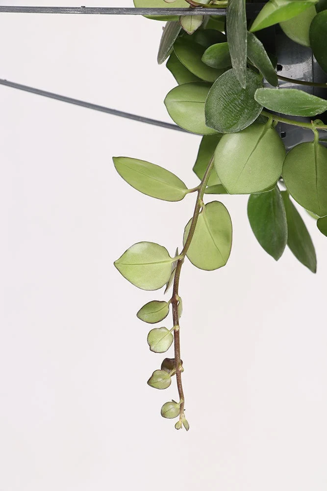 Aeschynanthus Pink Polka (Schamblume) (M)