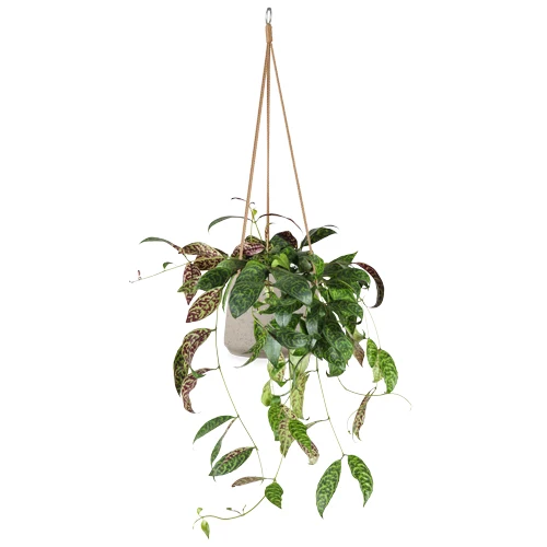 Aeschynanthus Marmoratus (Gefleckte Schamblume) (M)
