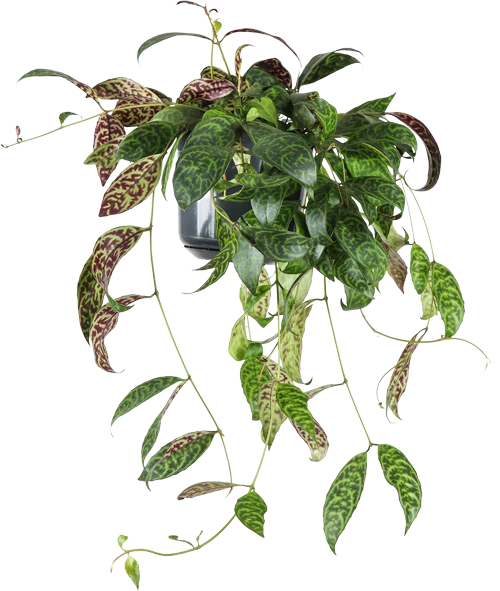 Aeschynanthus Marmoratus (Gefleckte Schamblume) (M)