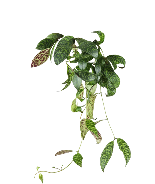 Aeschynanthus Marmoratus (Gefleckte Schamblume) (M)