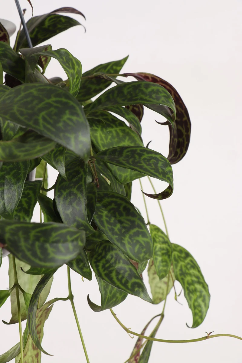 Aeschynanthus Marmoratus (Gefleckte Schamblume) (M)