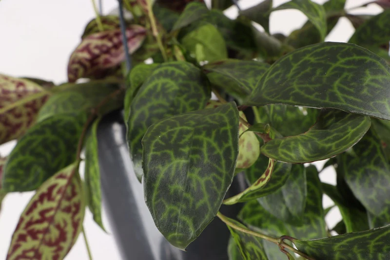 Aeschynanthus Marmoratus (Gefleckte Schamblume) (M)