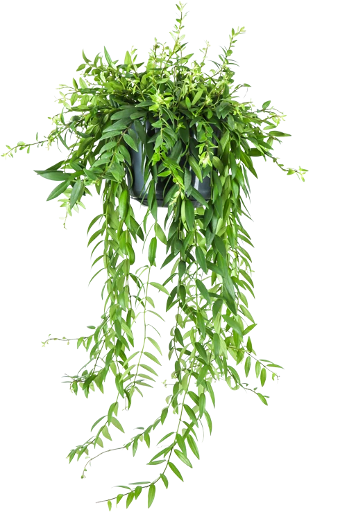 Aeschynanthus Japhrolepis (Schamblume) (M)