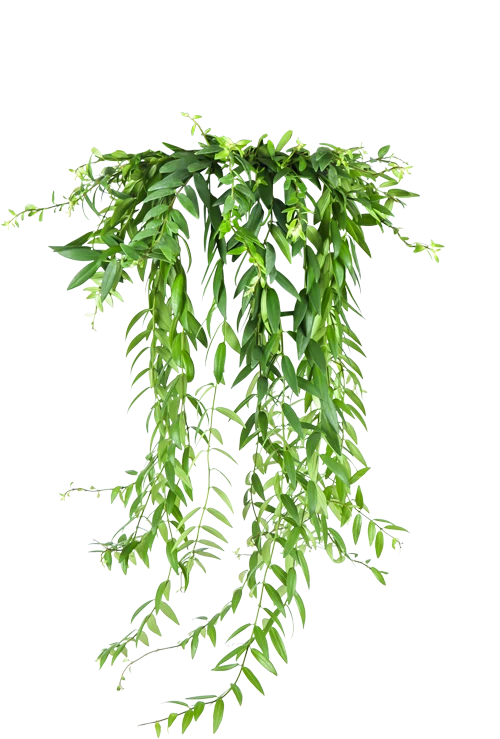 Aeschynanthus Japhrolepis (Schamblume) (M)