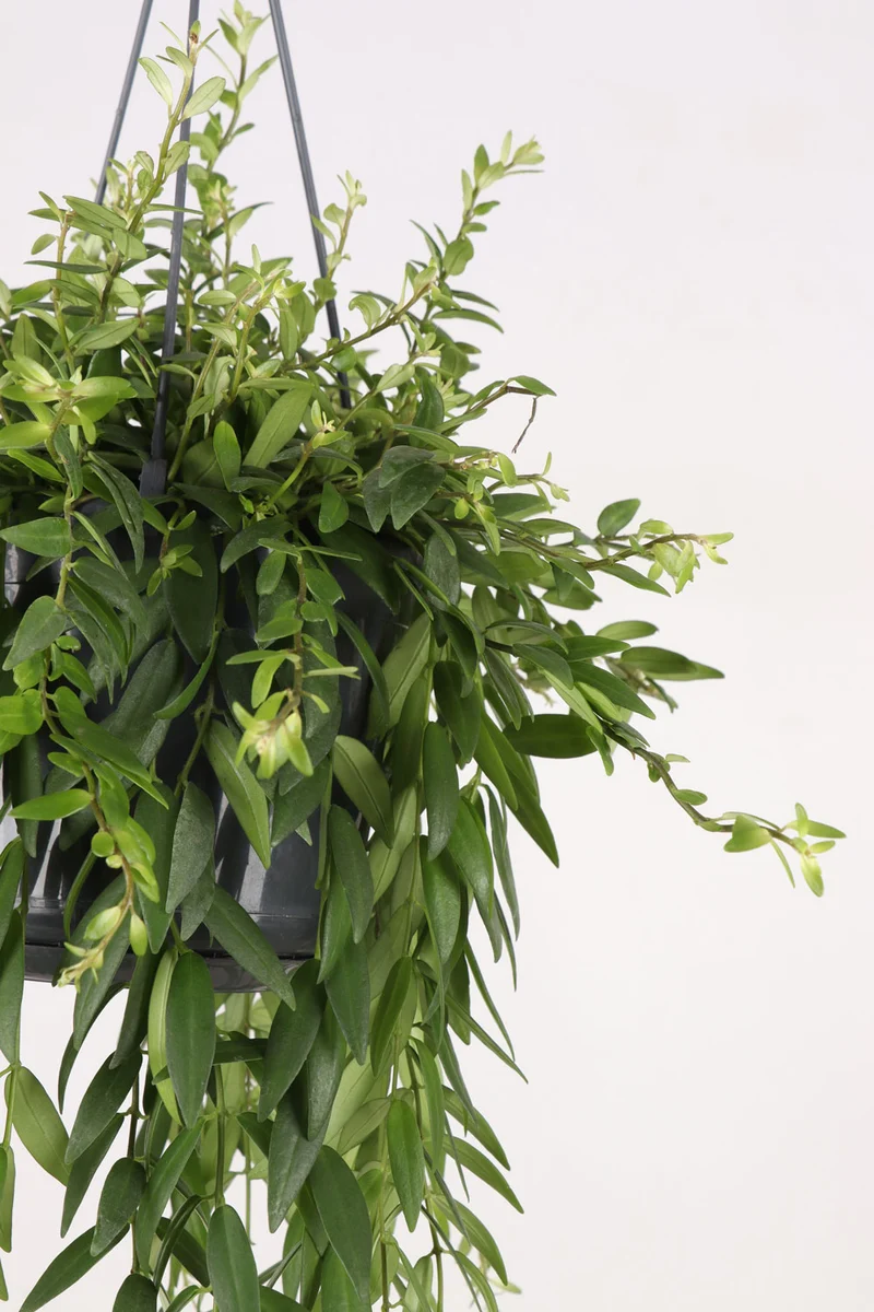 Aeschynanthus Japhrolepis (Schamblume) (M)