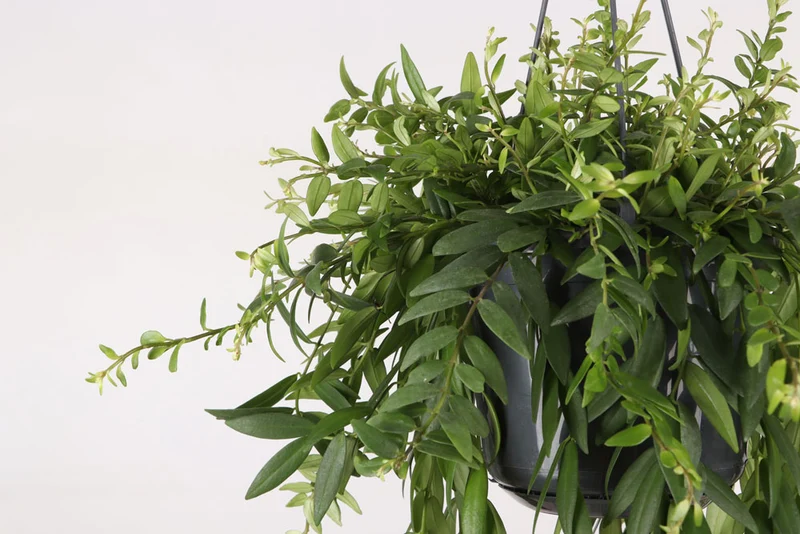 Aeschynanthus Japhrolepis (Schamblume) (M)