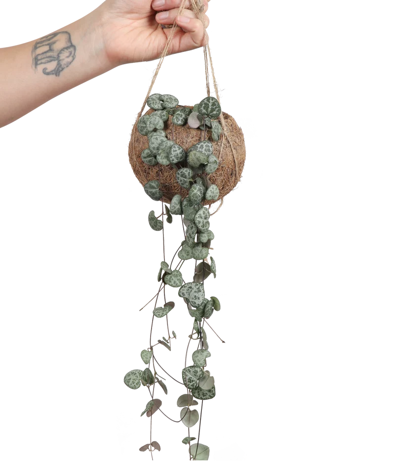 Ceropegia woodii (Leuchterblume) (S)