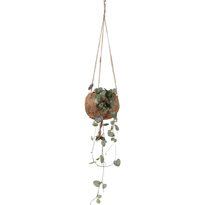 Ceropegia woodii (Leuchterblume) (S)
