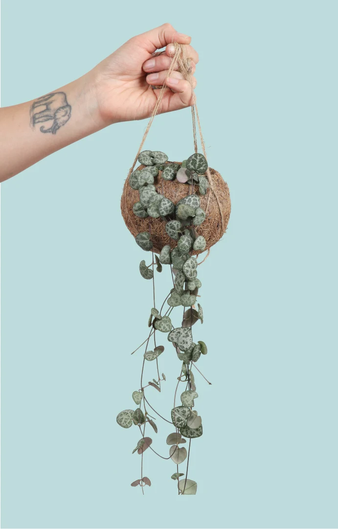 Ceropegia woodii (Leuchterblume) (S)