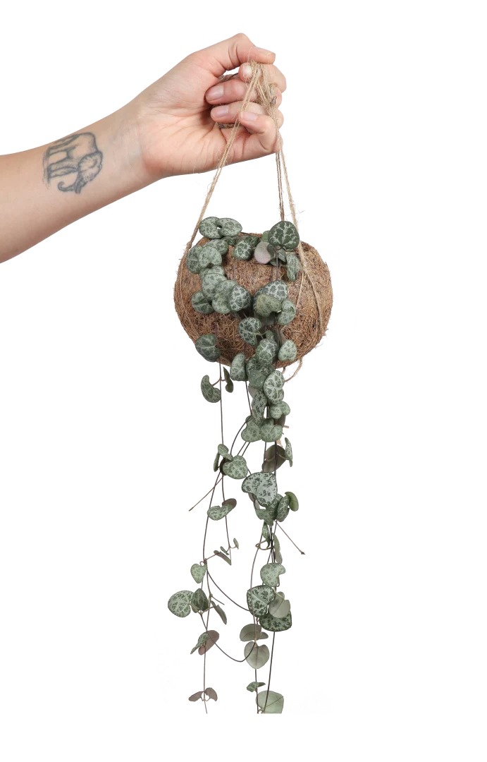 Ceropegia woodii (Leuchterblume) (S)